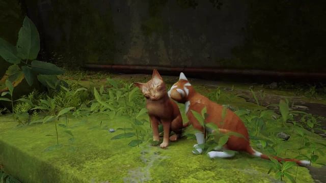 STRAY. Прохождение игры #1