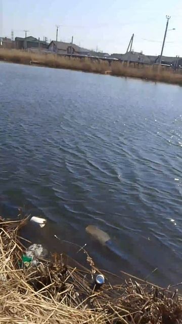 Рыба космонавт ныряльщик