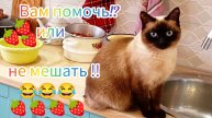Кошка🐱Ладушка😂помогает👍на кухне #смешныекоты #котики #прикольные