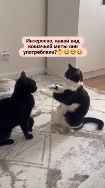 дай мне того же и побольше😀