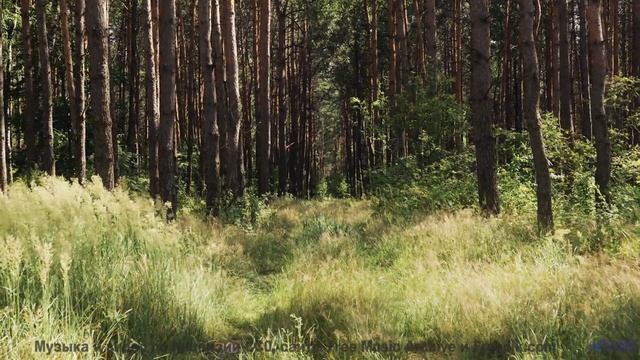 Поля раскрываются вместе с каждым новым ритмом - A1-Zanne nel velluto -- Rien Virgule -- Le Couronne