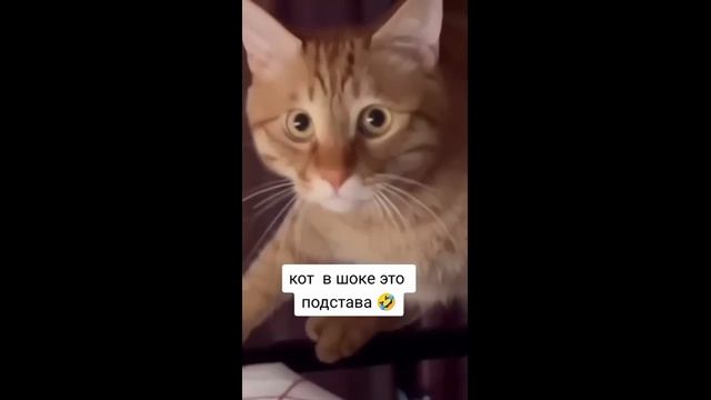 Кот в шоке от такой подставы