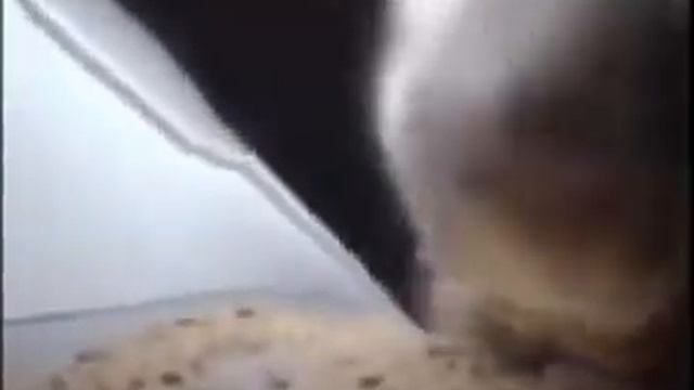 Chipi chipi chapa chapa жмых.