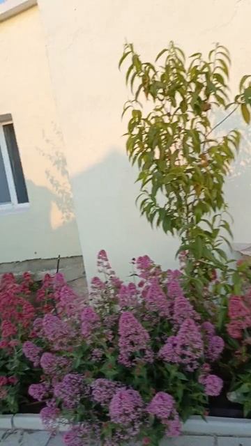 VID-20250601-WA0002