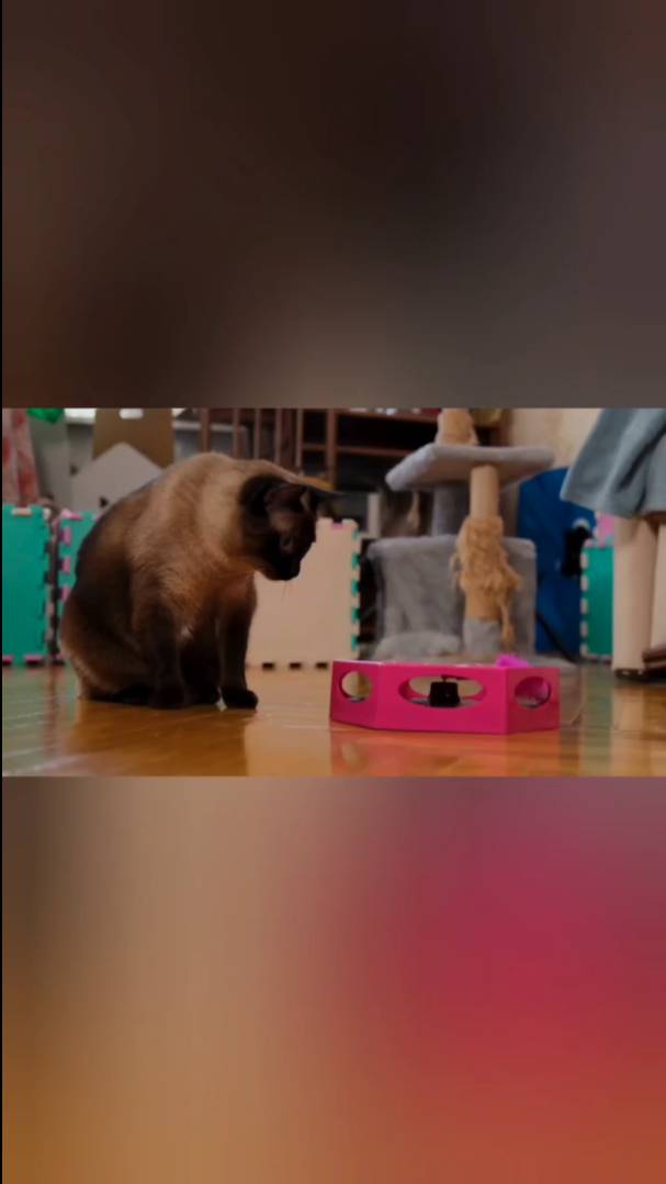 Самая скучная игрушка для котейки