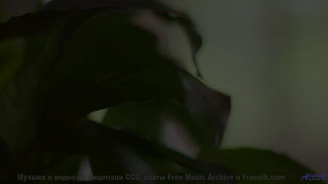 Хочется бежать по полям под этот невероятный саунд - Amelia -- Overhill Ln -- OPULENT