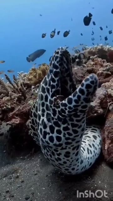 VID_20250619_191453_945.mp4