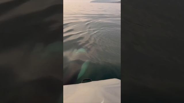 VID_20250617_192935_916.mp4