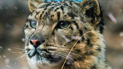 Холодное королевство снежного барса / The Frozen Kingdom of the Snow Leopard | NAT Geo