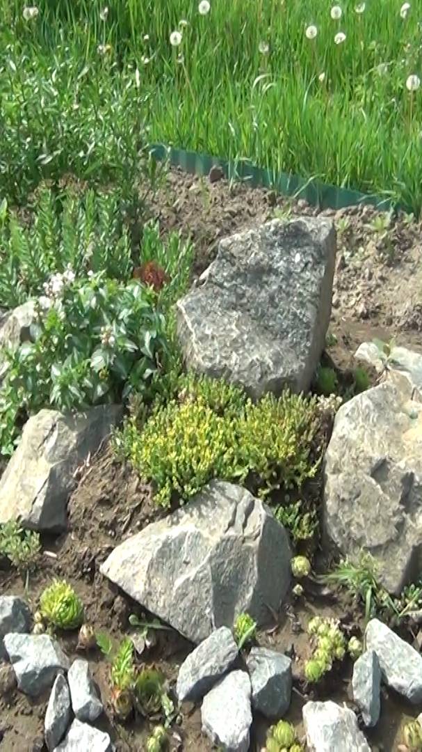 Огород на Нашей Даче - Огород на клумбе