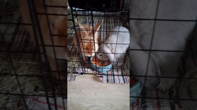 Мои сатины.