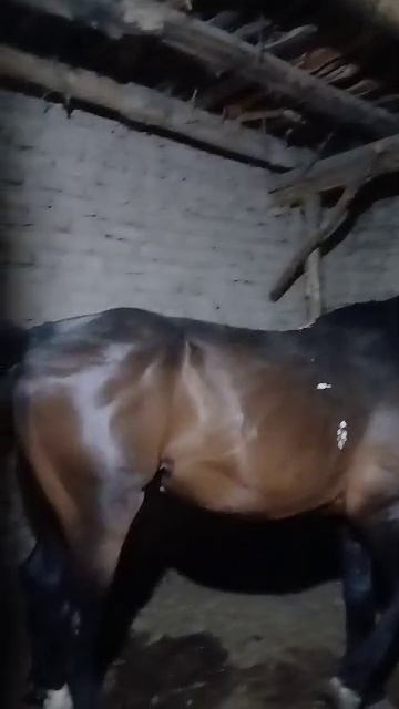 Сухбат ТВ,  Ашт