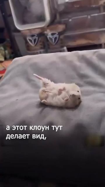Хомячок троллит хозяина