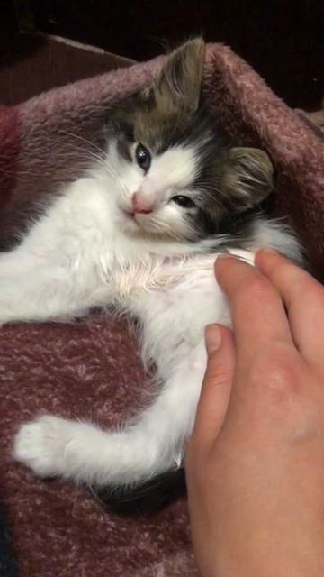 Здравствуйте, вчера забрали еще одного, черненького, остался этот малыш, тоже очень красивый) приучи