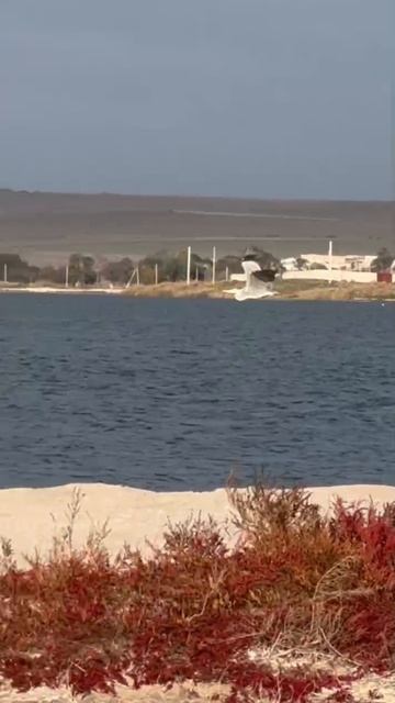 VID_20241119_113857_078