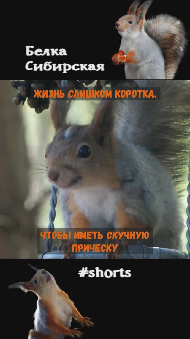 У белки чубчик