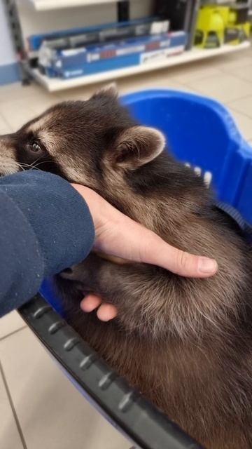 Массаж для енота