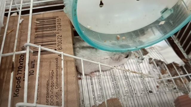 2 ХОМЯЧАТ ЗАБРАЛИ!!! 🐭🐹