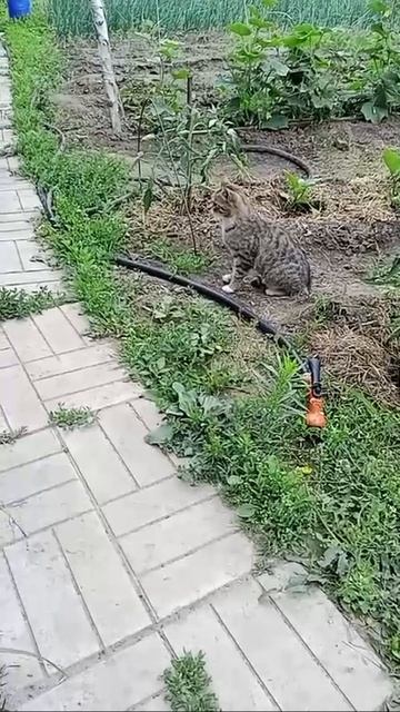 🐱🐈⬛