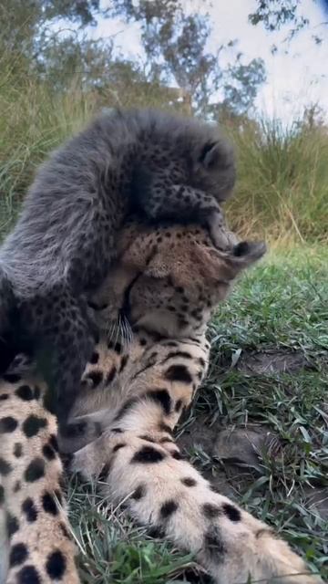 Самка гепарда со своими малышами