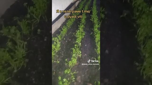 Морковь под термоукрывным материалом. Земля влажная и рыхлая. #огород #морковь #дача #геотекстиль
