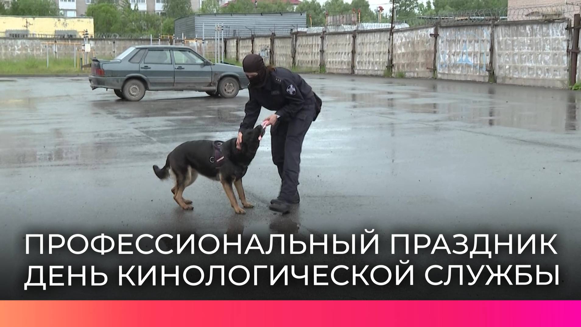 Четвероногие профессионалы: новгородские росгвардейцы показали, как дрессируют собак