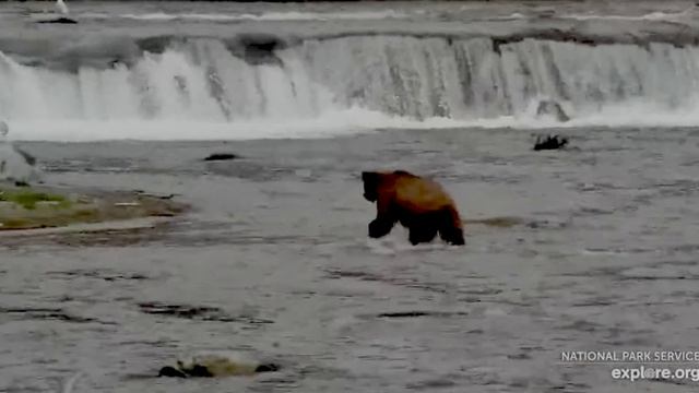 Первый разведчик мишка пришел проверить -пора начинать рыбалку