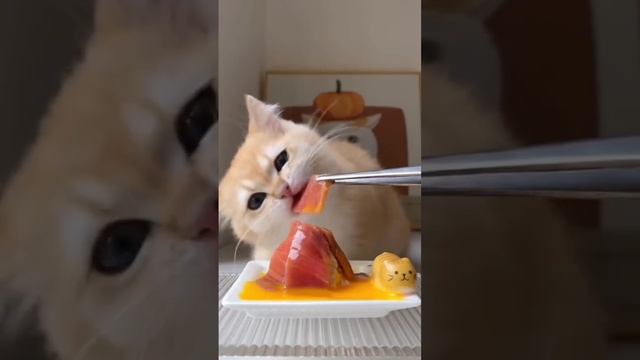 Вкусный завтрак маленького Рыжика 😻❤️👍🤩