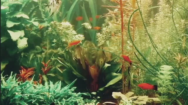 1 Красивые аквариумы Успокаивающая музыка