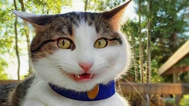 Забавные котики🐱🐱🐱😆😆😆