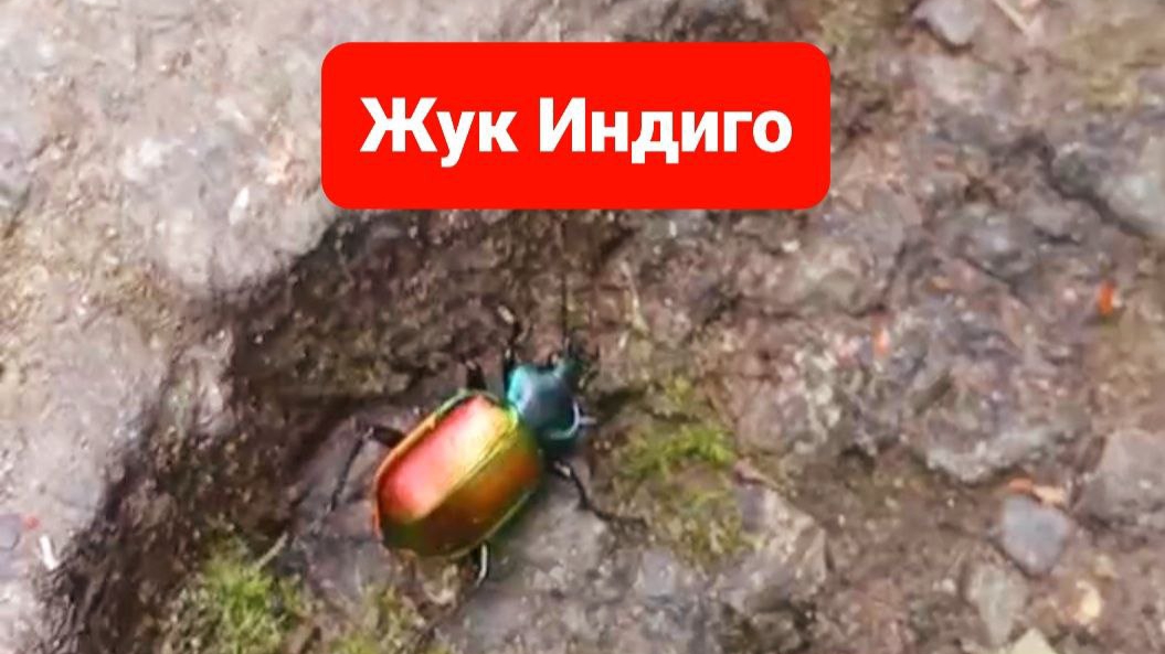 Насекомые фокусники