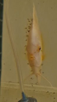 В Кристалле поплнение Платины.