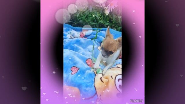 чихуахуа д. р. 3.02.25г.