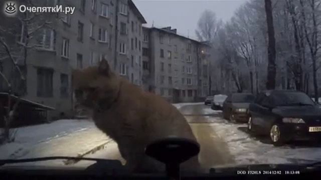 Пошёл искать другой тёплый капот