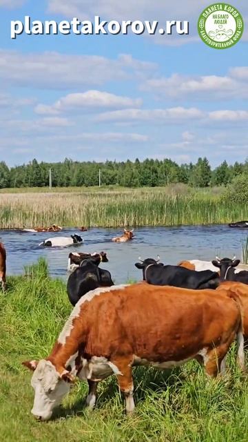 Свобода — вот она.  Озеро, солнце, трава и вода.  
Коровы отдыхают, купаются, щиплют зелень