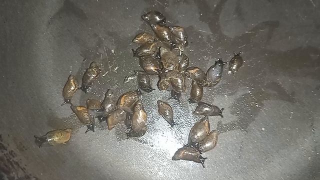 Улитки янтарьки