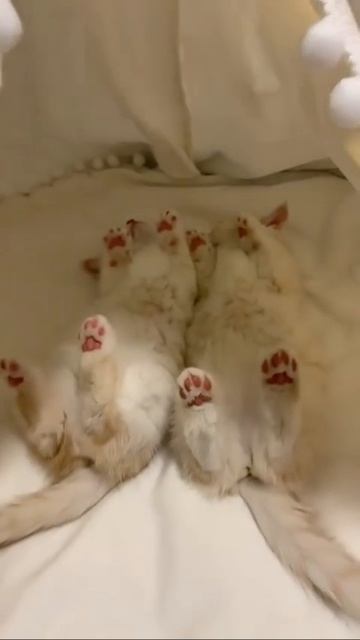 Наш TG https://t.me/liveofcats