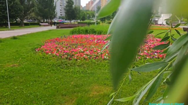 Летнее настроение в Солнцево!