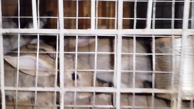 посадила огород, а едят животные.  кормление моей минифермы