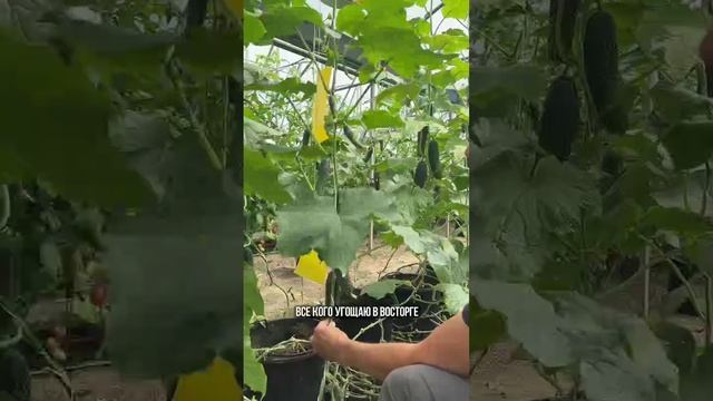 Растениям комфортно, лист здоровый