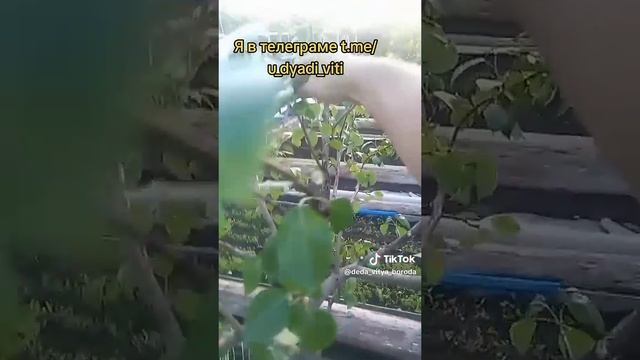 Делаю высокие грядки. Отсекаю землю от бревен поликарбонатом. часть 5. #высокиегрядки  #дача #огород
