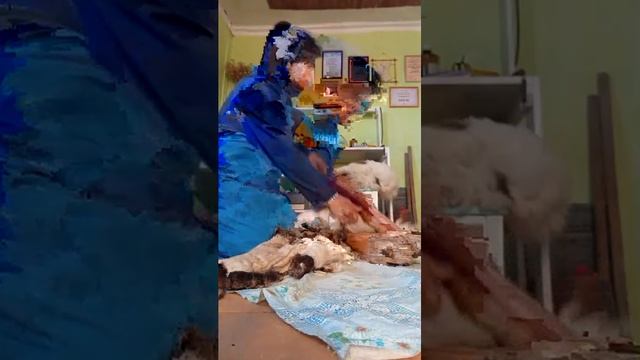выделка овчины в домашних условиях