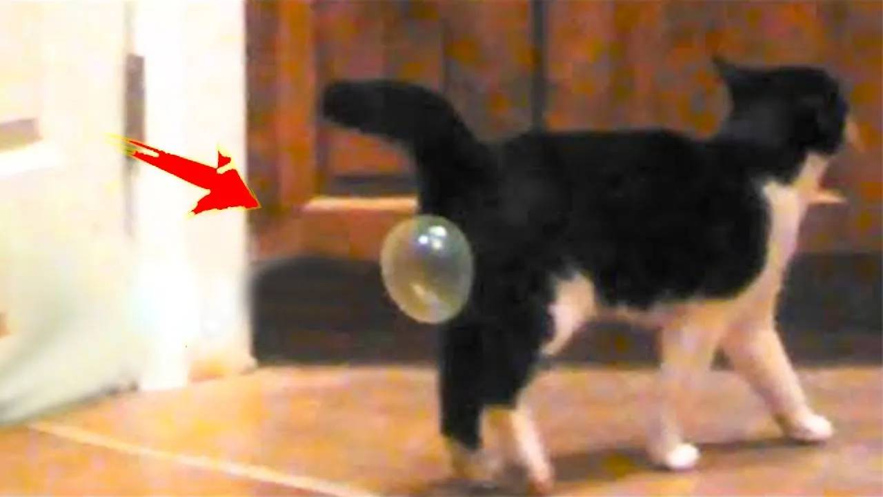 Самые смешные животные 😂 Приколы с котами и собаками 2025 😺🐶 Часть 6
