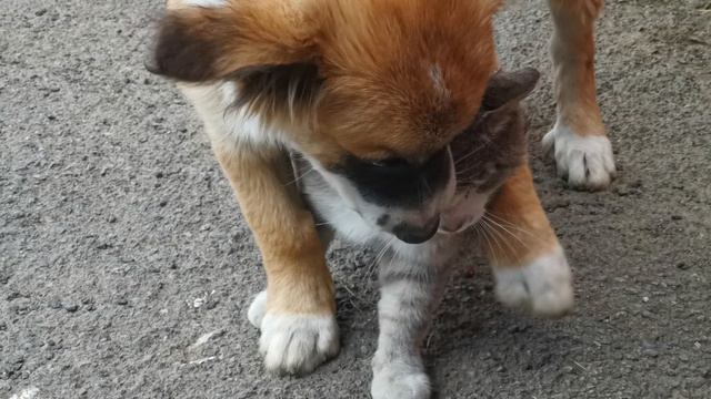 Собака делает массаж коту | пёс котёнок