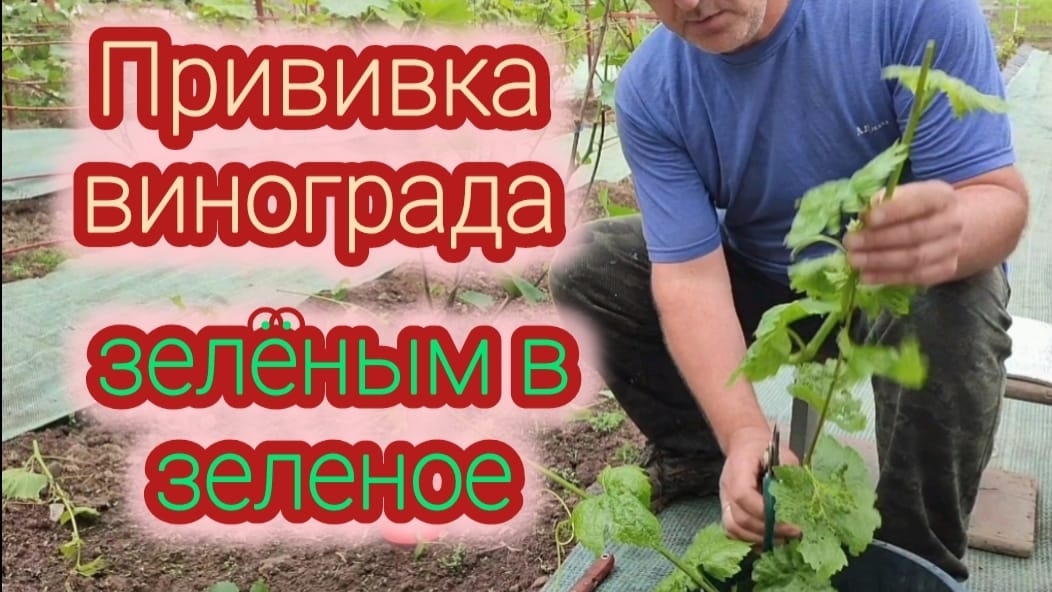 Прививка винограда зелёным в зеленое.