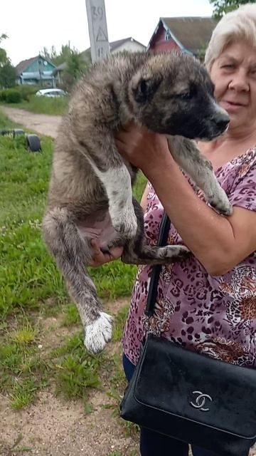 девочка уехала в Иваново,  от вязки гороч и гюрза,  дубль вязка