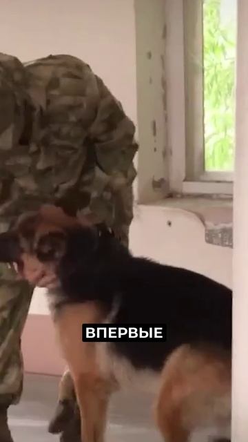 📍В Тюмени проходят кинологические соревнований Уральского округа