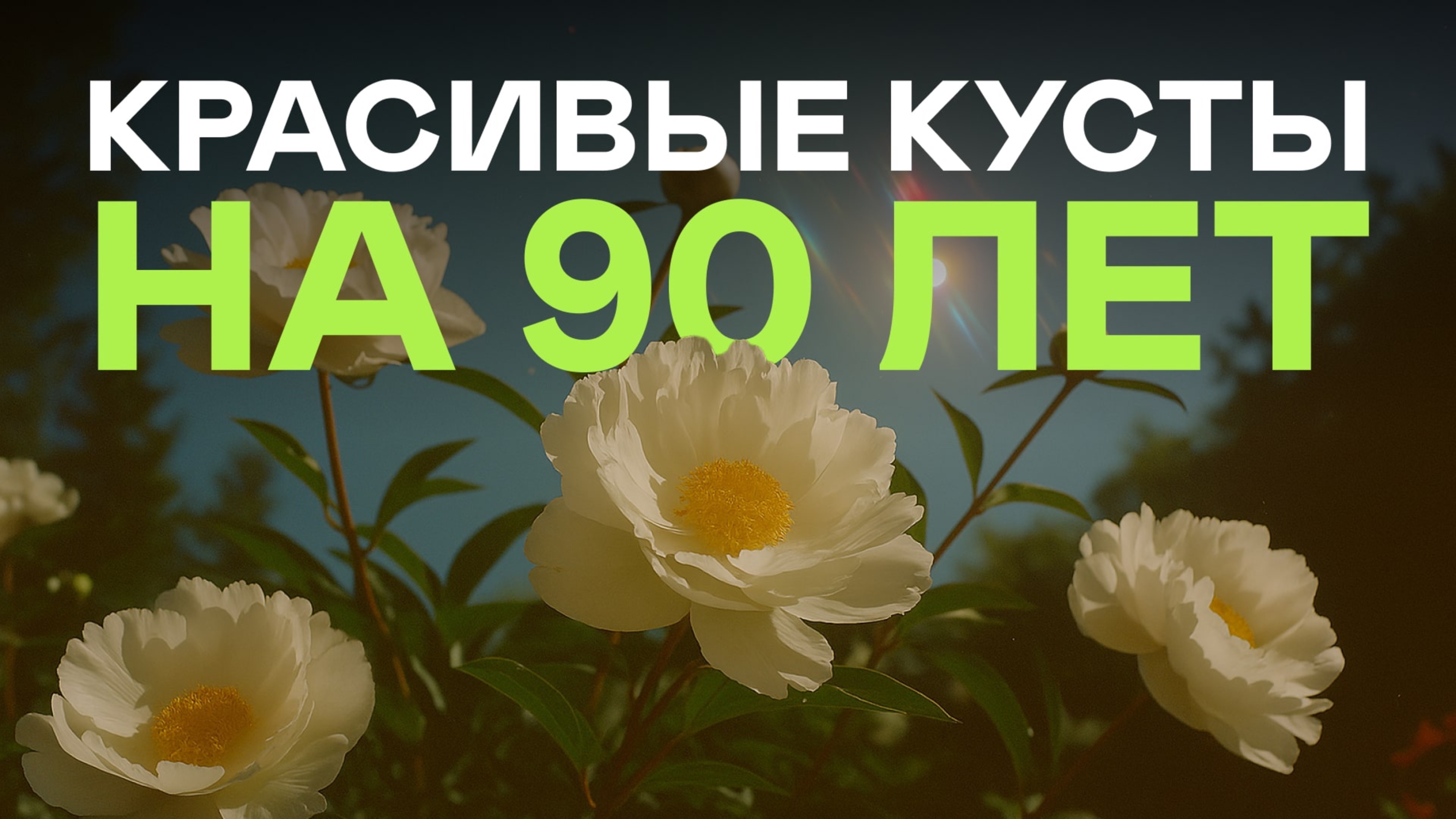 Соседи В Шоке! Эти Кусты Цветут Как Сумасшедшие По 100 лет!