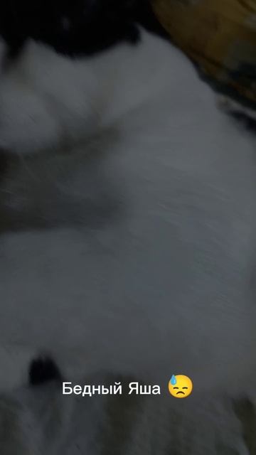 Яша танцует ( Это почти стало мемом)
