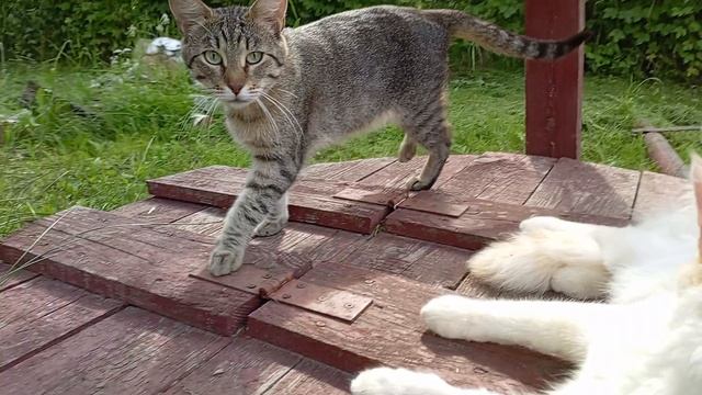 Кот снежок и его приёмная мама Ева.🐱😼🏡💞